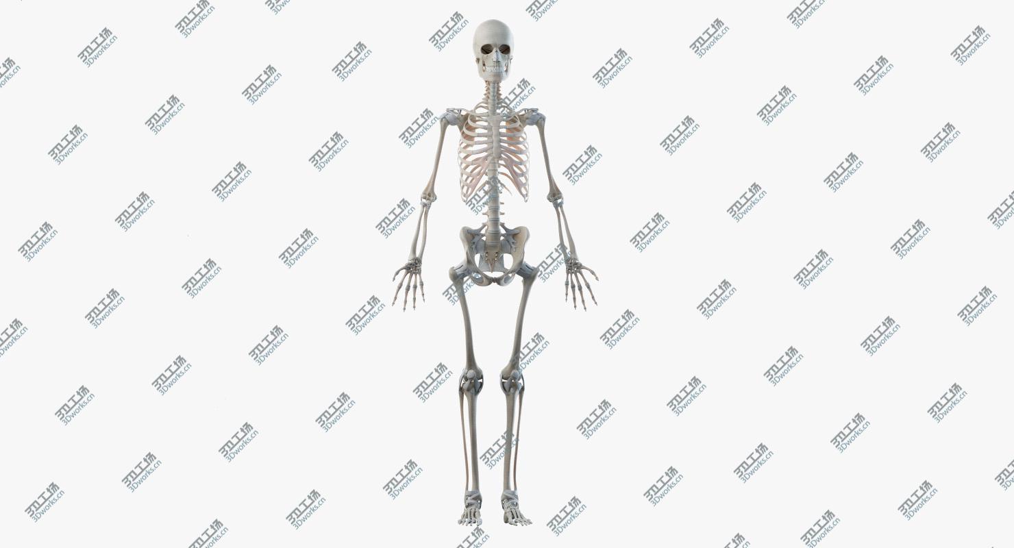 images/goods_img/2021040233/Elder Female Skin, Skeleton And Organs Rigged 3D model/4.jpg